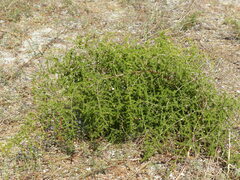Asparagus acutifolius