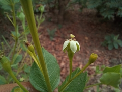 Fadogia triphylla