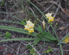 Freesia corymbosa
