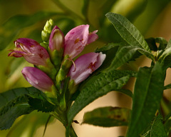 Chelone obliqua