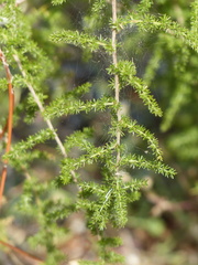 Asparagus acutifolius
