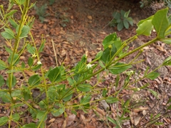 Fadogia triphylla