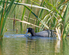 Fulica cristata