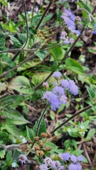 Ageratum