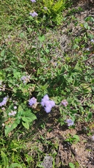 Ageratum