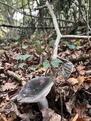 Russula cyanoxantha