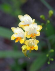 Freesia corymbosa