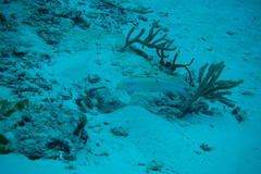 Malacanthus plumieri