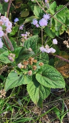 Ageratum