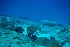 Malacanthus plumieri