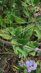 Ageratum