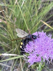 Pygodasis quadrimaculata