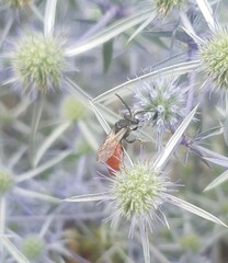 Sphecodes albilabris