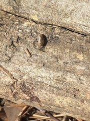 Holoverticata