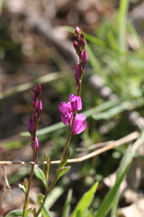 Polygala