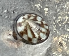 Testudinalia testudinalis