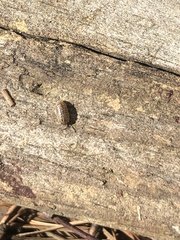 Holoverticata