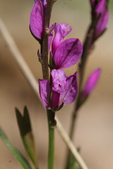 Polygala