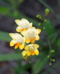 Freesia corymbosa