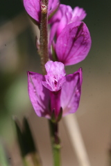 Polygala