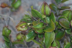Diospyros scabrida