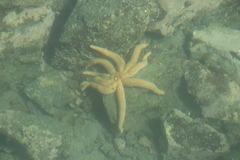 Coscinasterias muricata