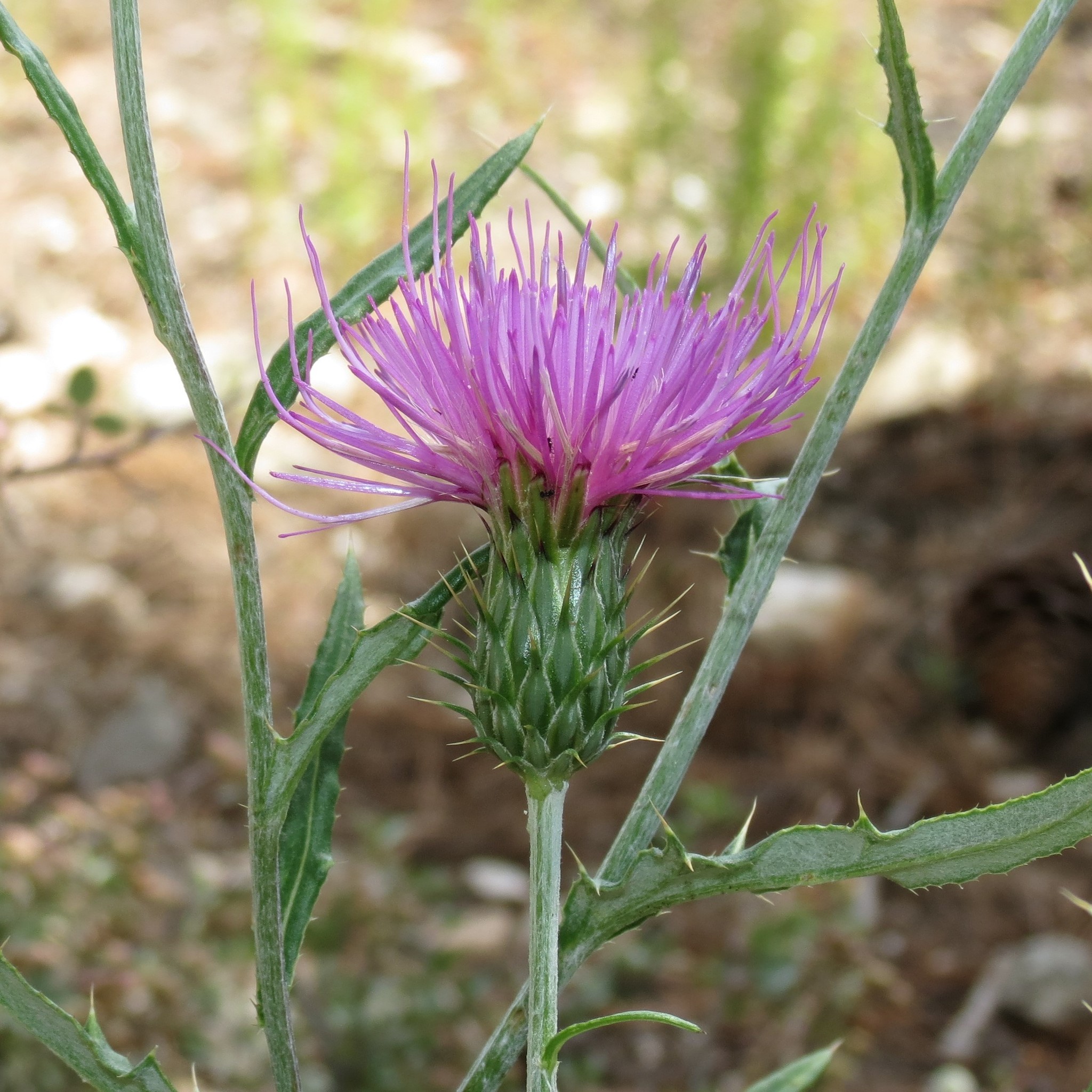 Cirsium wheeleri