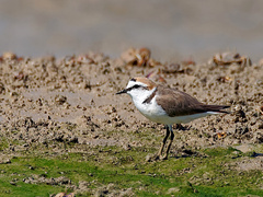 Charadrius alexandrinus