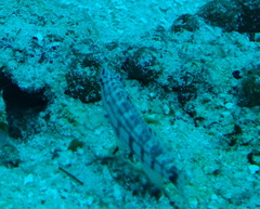 Serranus tigrinus