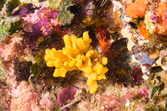 Axinella verrucosa