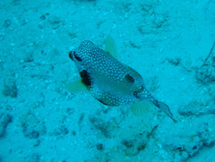 Lactophrys triqueter