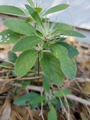 Ruellia caroliniensis