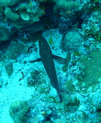 Cephalopholis cruentata