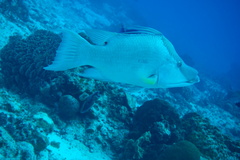 Lachnolaimus maximus