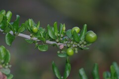 Canthium spinosum
