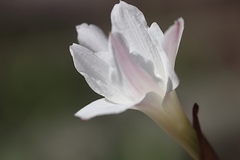 Zephyranthes drummondii