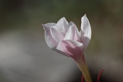 Zephyranthes drummondii