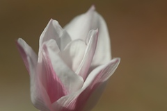 Zephyranthes drummondii