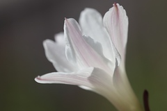 Zephyranthes drummondii