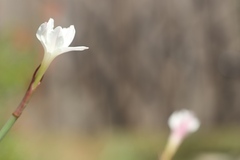 Zephyranthes drummondii