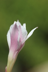 Zephyranthes drummondii