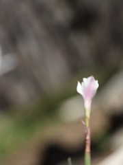 Zephyranthes drummondii
