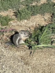 Ammospermophilus leucurus