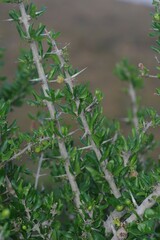 Canthium spinosum