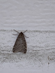 Alsophila pometaria
