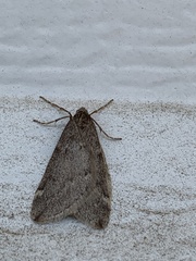 Alsophila pometaria