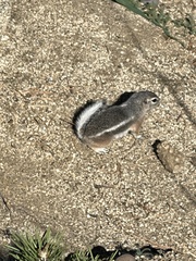 Ammospermophilus leucurus