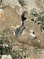 Ammospermophilus leucurus