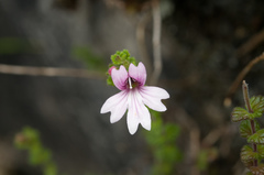 Euphrasia tarokoana