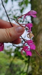 Comparettia